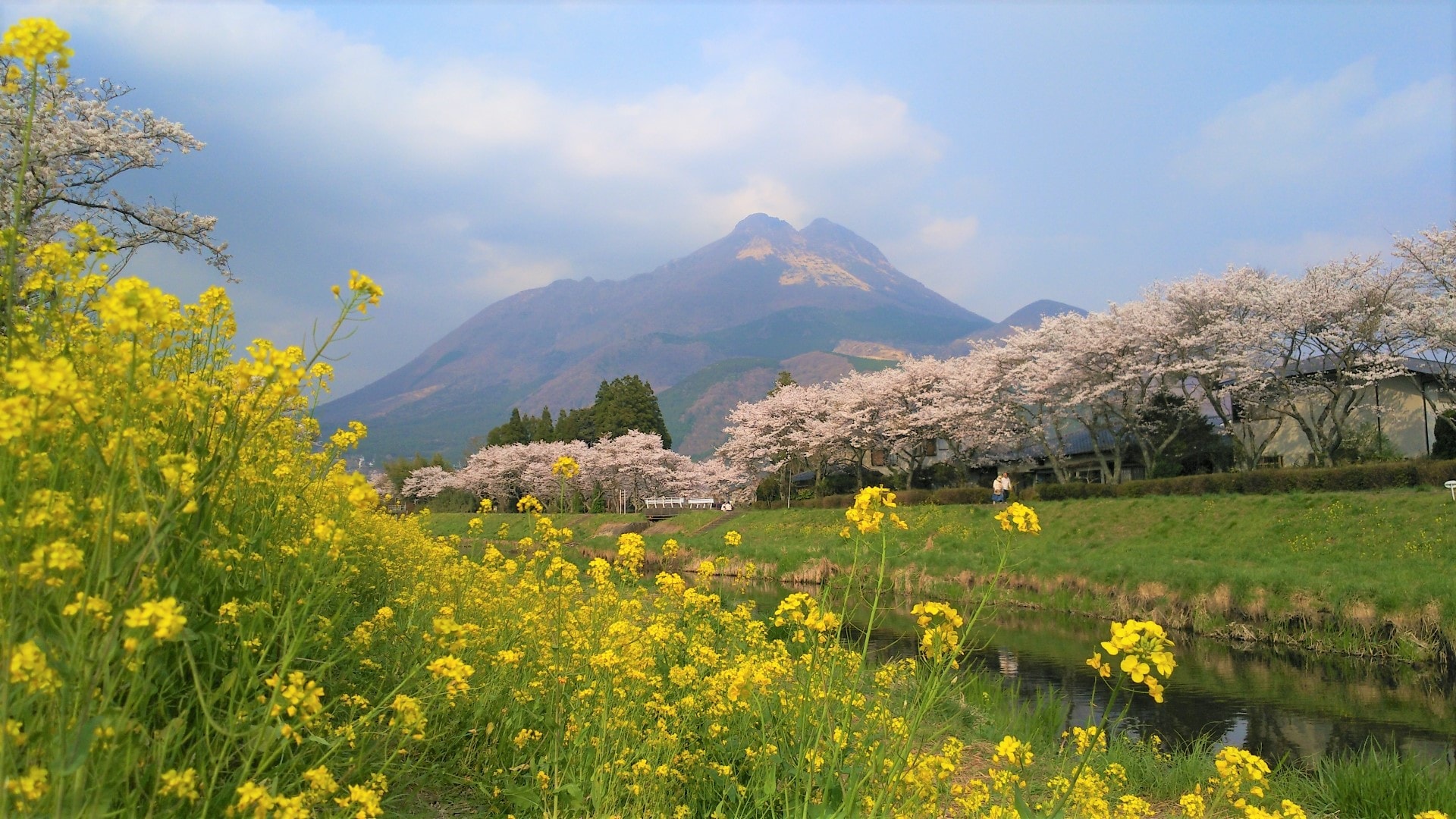 [Sightseeing information] Mt. Yufu in spring