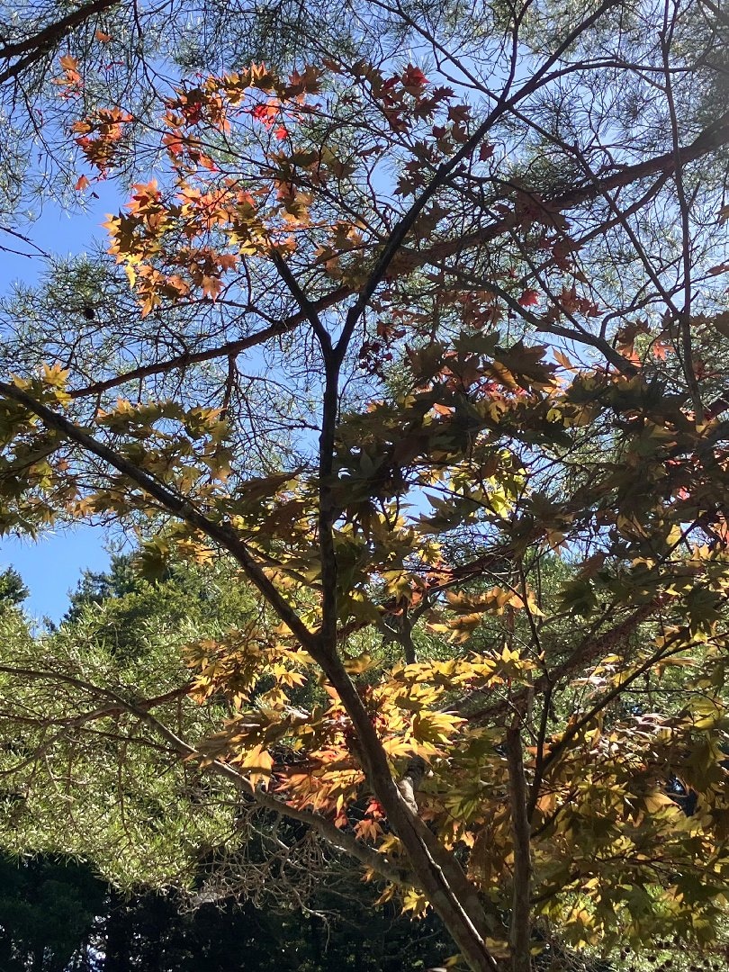 IMG_9580.jpeg