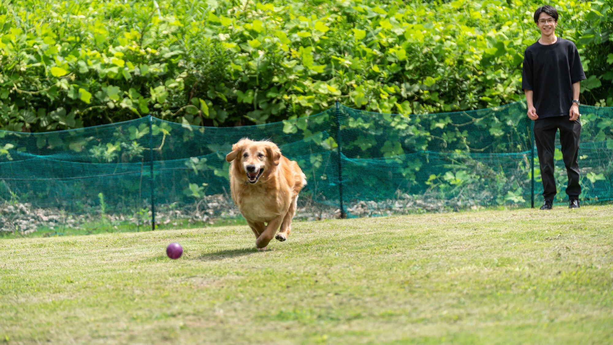 [狗狗乐园] 你的狗狗可以自由玩耍