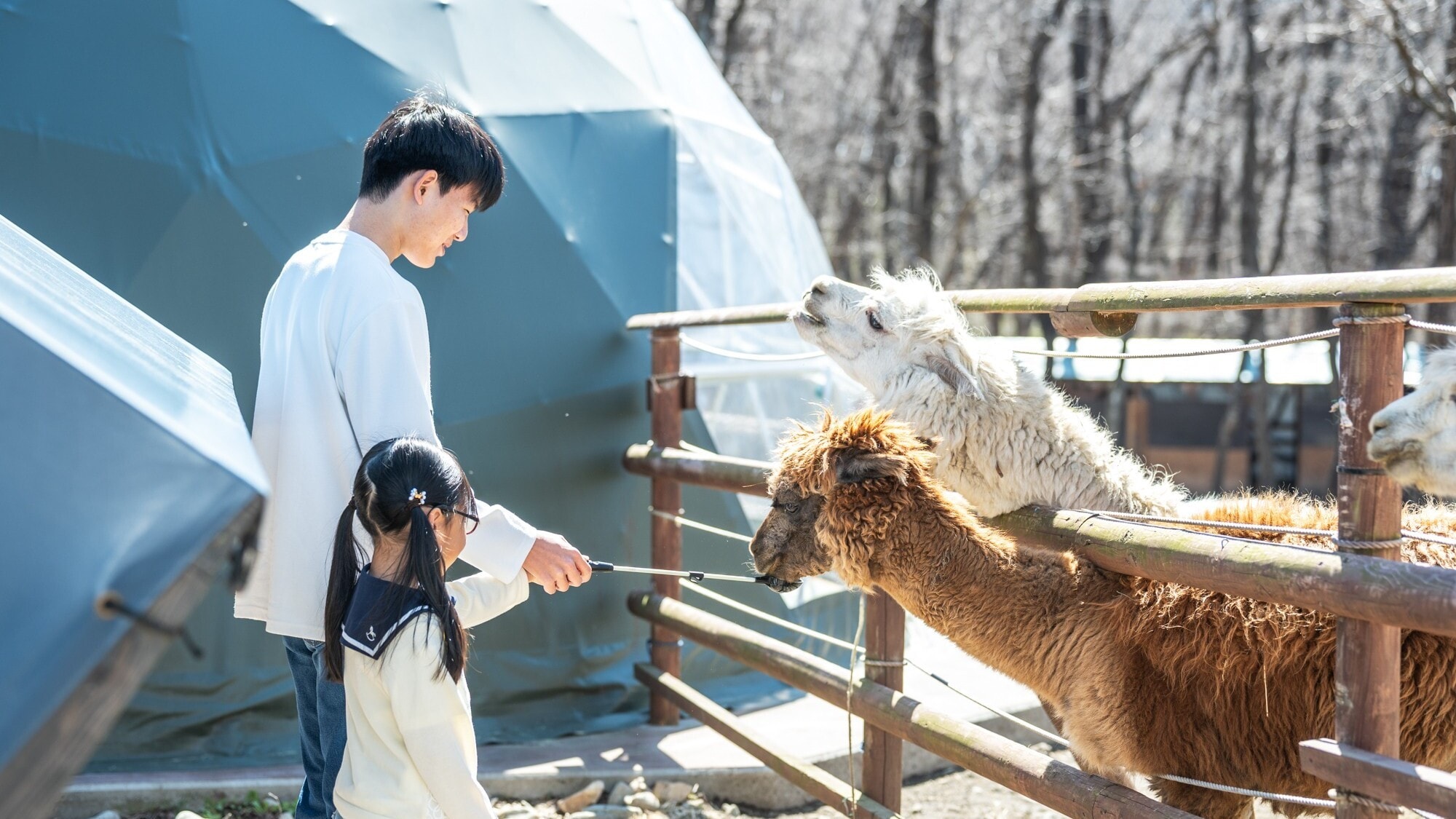 알파카 글램핑