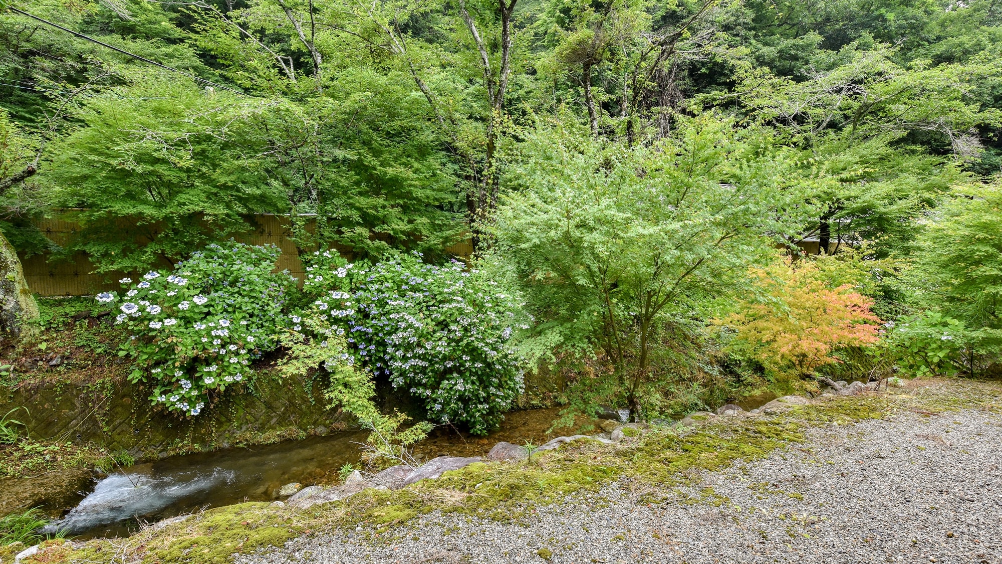 * Pemandangan dari kamar bergaya Jepang 10 tikar tatami Anda dapat melihat tanaman hijau yang kaya.