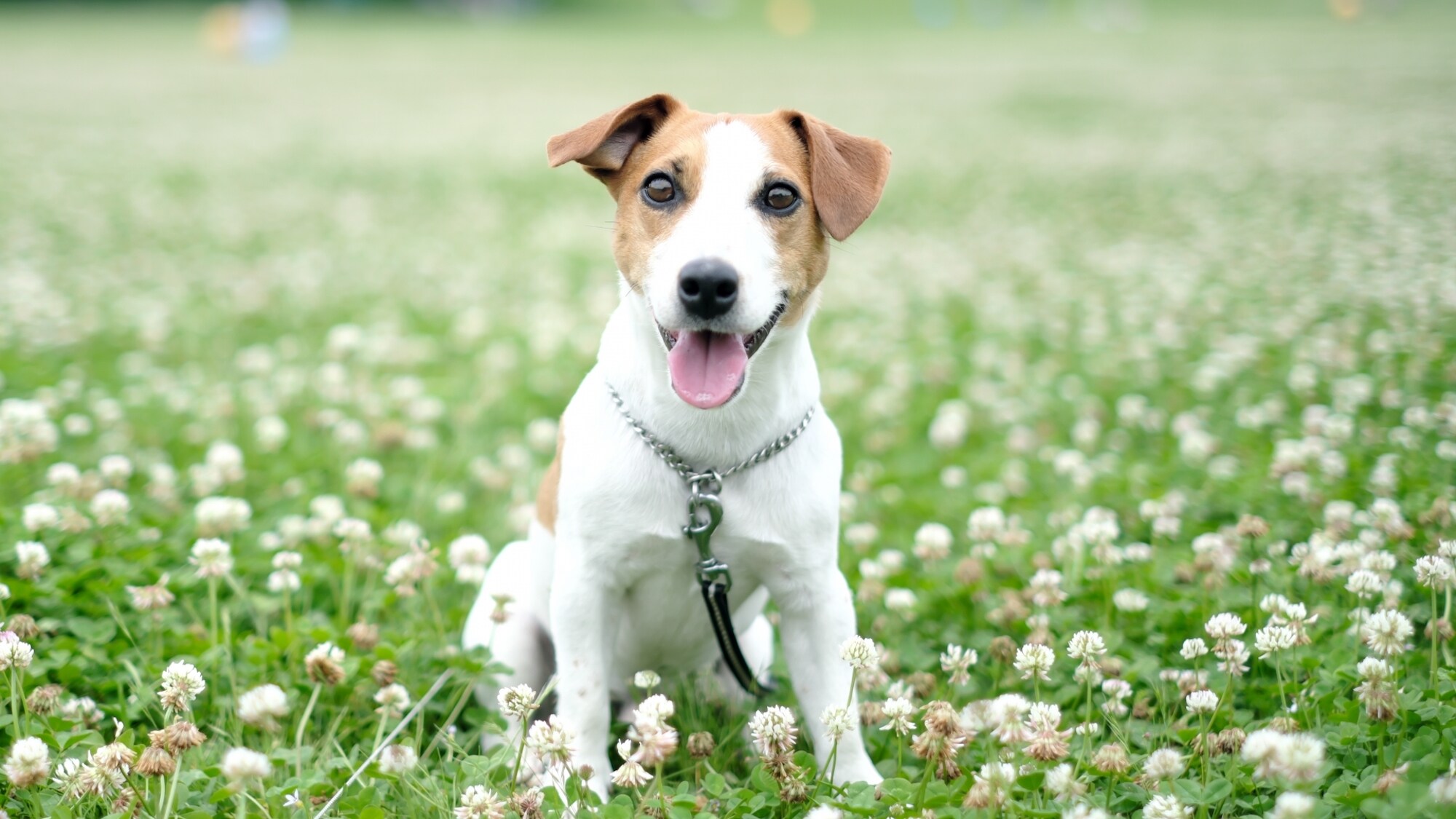 Enjoy your spring trip