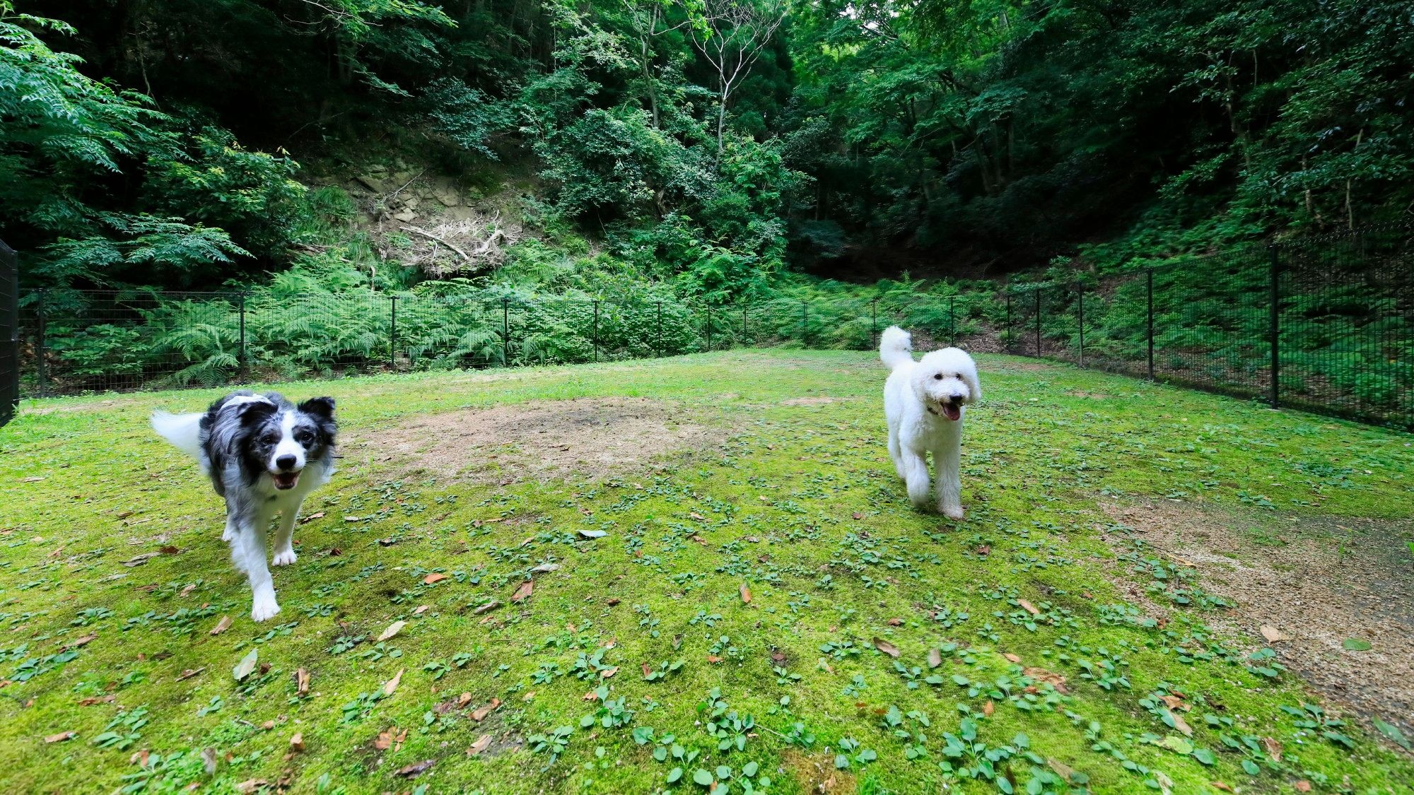 寬敞的草坪狗場，即使是大型犬也能自由奔跑。 （例）