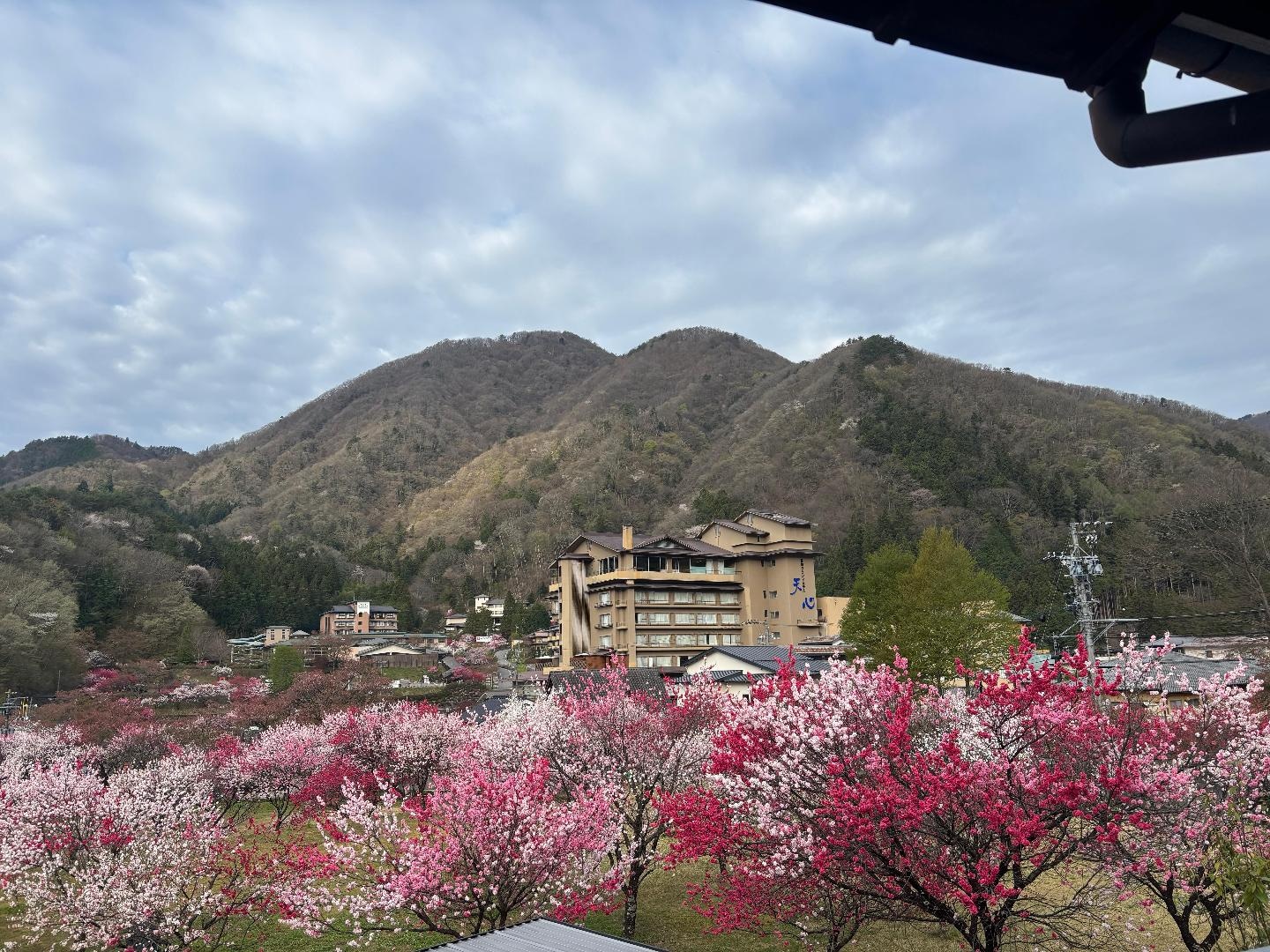 IMG_7087.jpeg