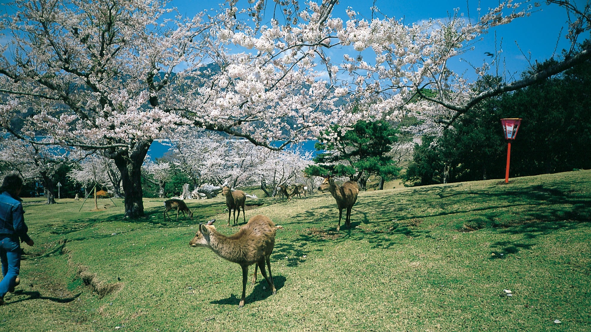 Cherry blossoms and deer, messengers of the gods - Mt. Kinka