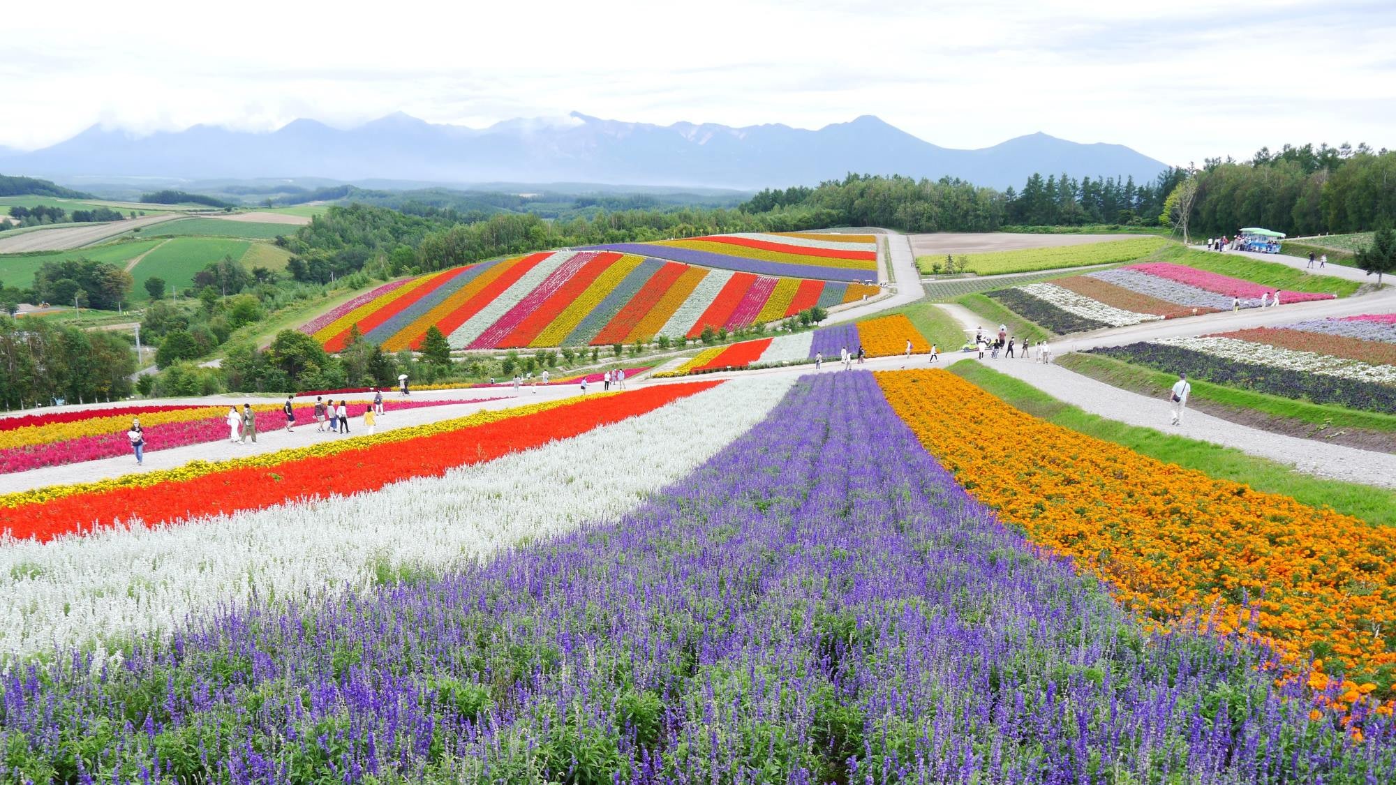 [Shikisai no Oka] A colorful flower garden spreads all over.