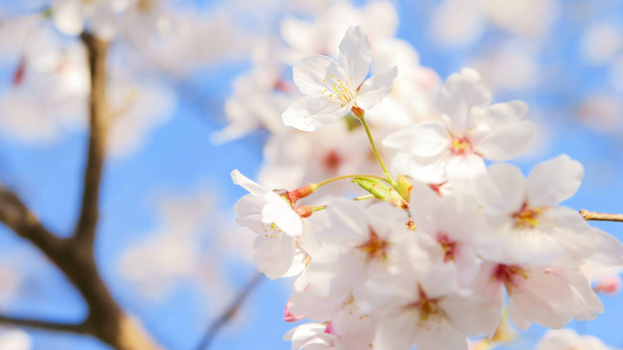 ・ [昭和之森]樱花观赏广场（车程约5分钟）