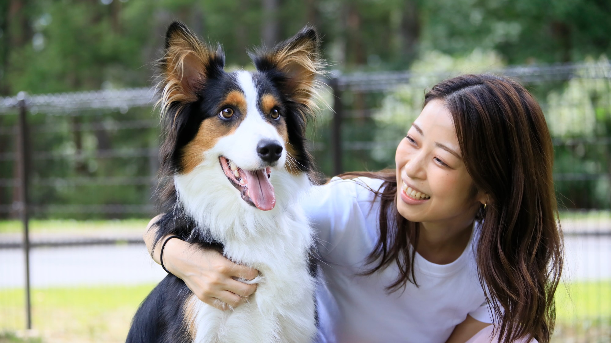 Chào mừng Dog Run | Thư giãn và giao lưu với chú chó yêu quý của bạn