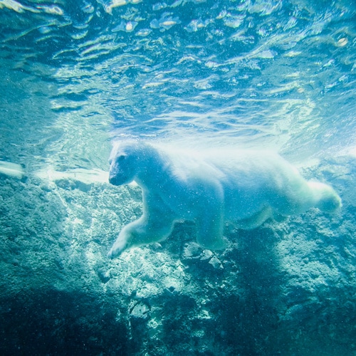 Asahikawa City Asahiyama Zoo