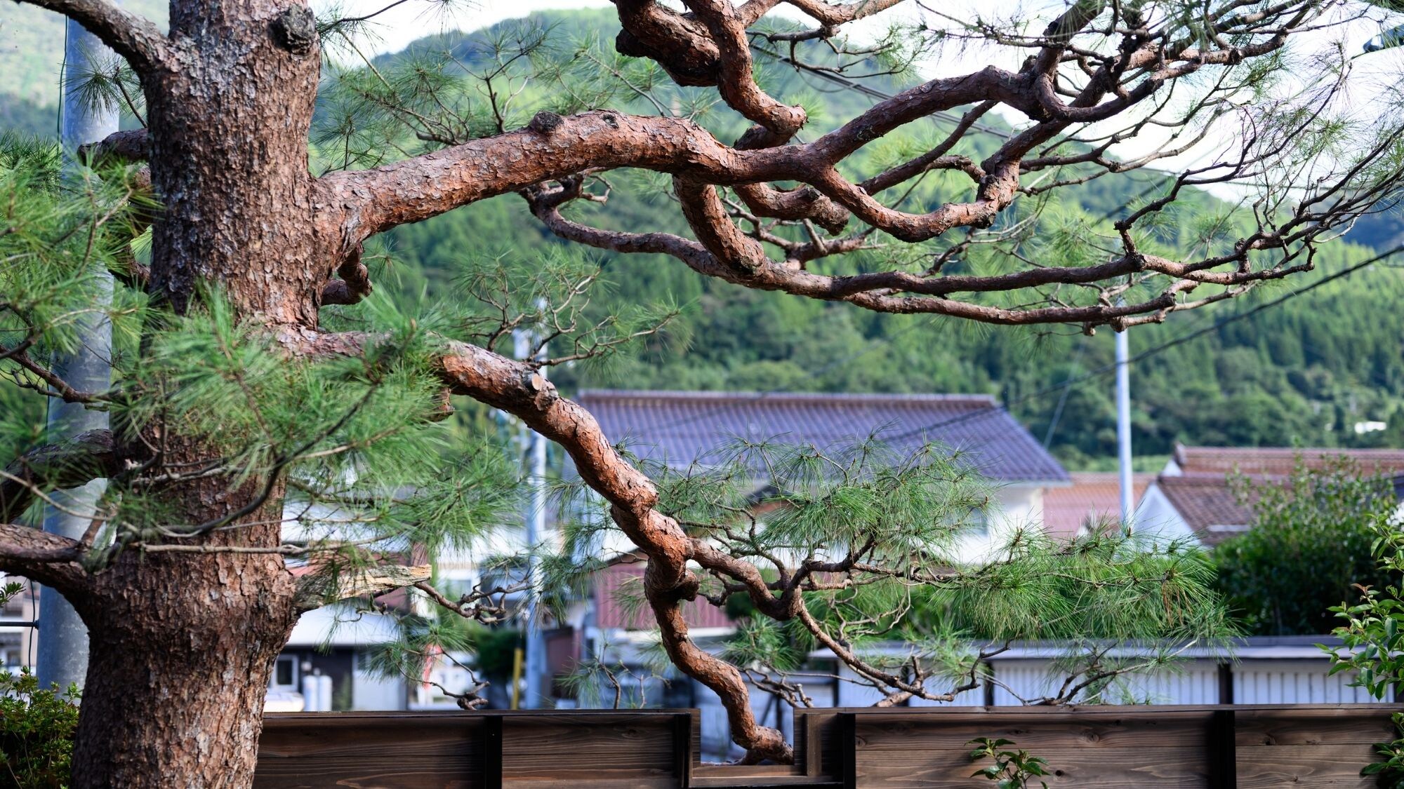 津和野的自然風光令人嘆為觀止。您不僅可以在鎮上漫步時欣賞到自然美景，甚至可以在自家花園中飽覽美景。 （例如“百景之家”）