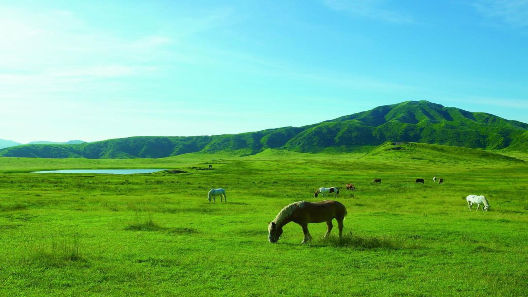 [Kusasenri] A vast grassland with a panoramic view of the volcano. Be sure to also visit the observation deck where you can enjoy a grand panorama (Photo courtesy of the Kumamoto Tourism Federation)