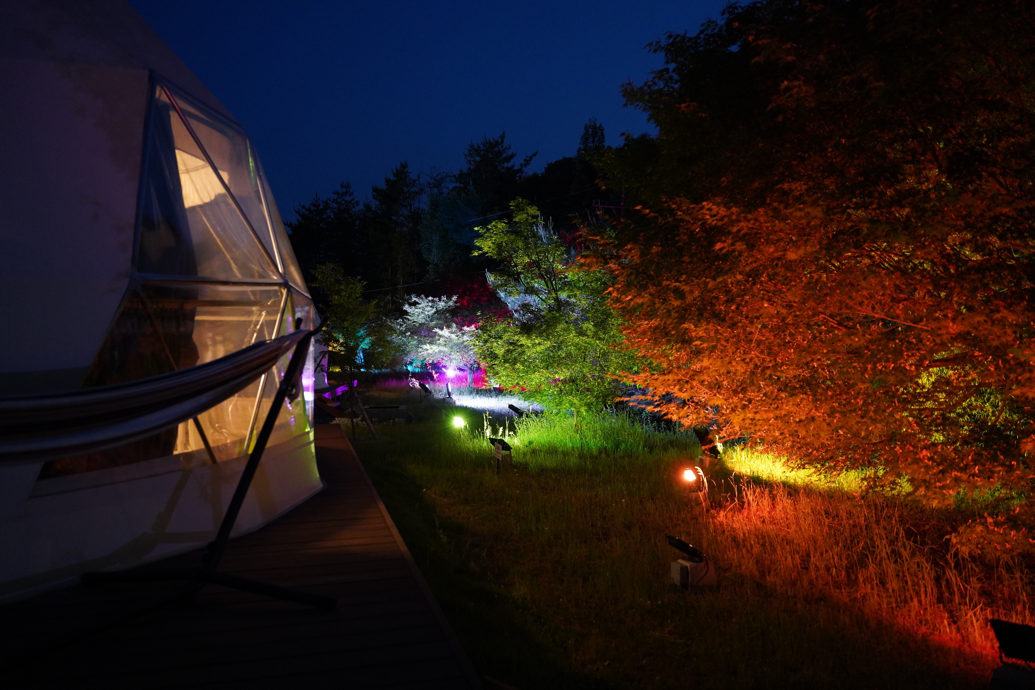 Feast of Light and Forest