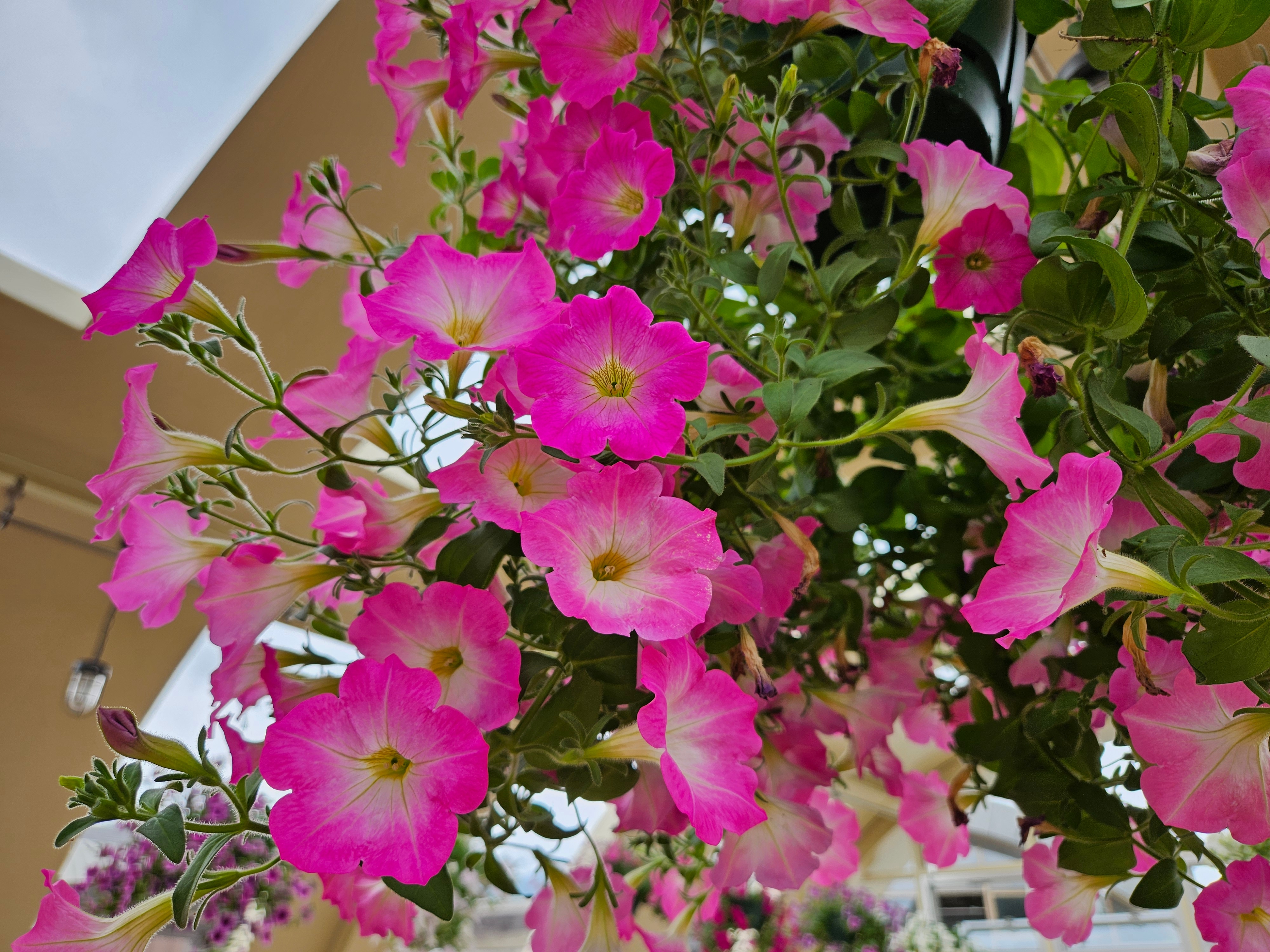 ★ Aso Healthy Volcanic Hot Spring Flower Spa Image
