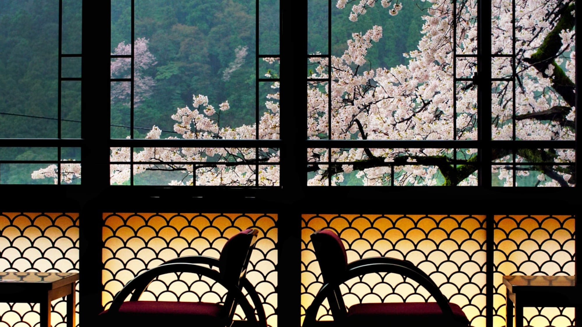 ・View of cherry blossoms from the room of "Japanese modern room 10 tatami mats" (the best time to see is early April)