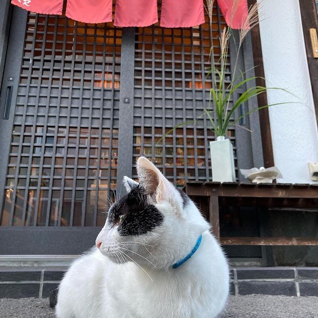 Papan Nama Kucing