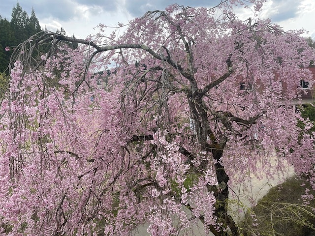 Weeping cherry blossoms