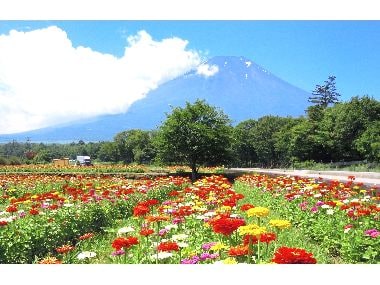 The flowers in Hana no Miyako Park are a wonderful sight, and it's definitely one you should visit.