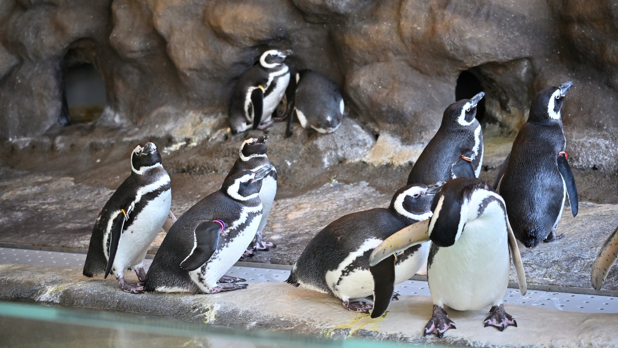 【從飯店搭火車約10分鐘即可到達】品川水族館