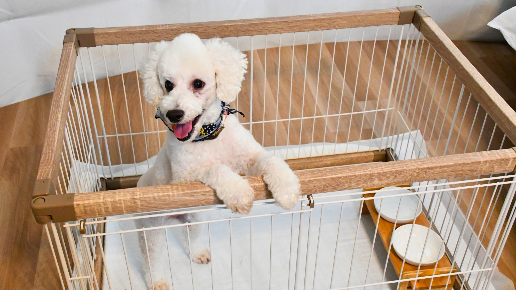 您可以与您的爱犬一起享受豪华露营的乐趣。