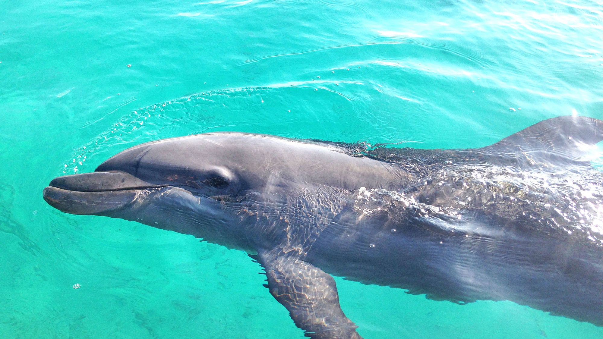 [Dolphin Fantasy] Discount benefits available to guests staying overnight.
