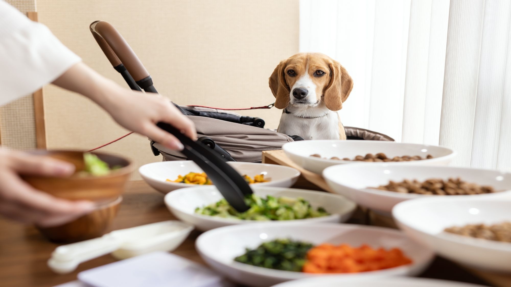 [Breakfast Buffet] A wide variety of menu options are available for dogs.
