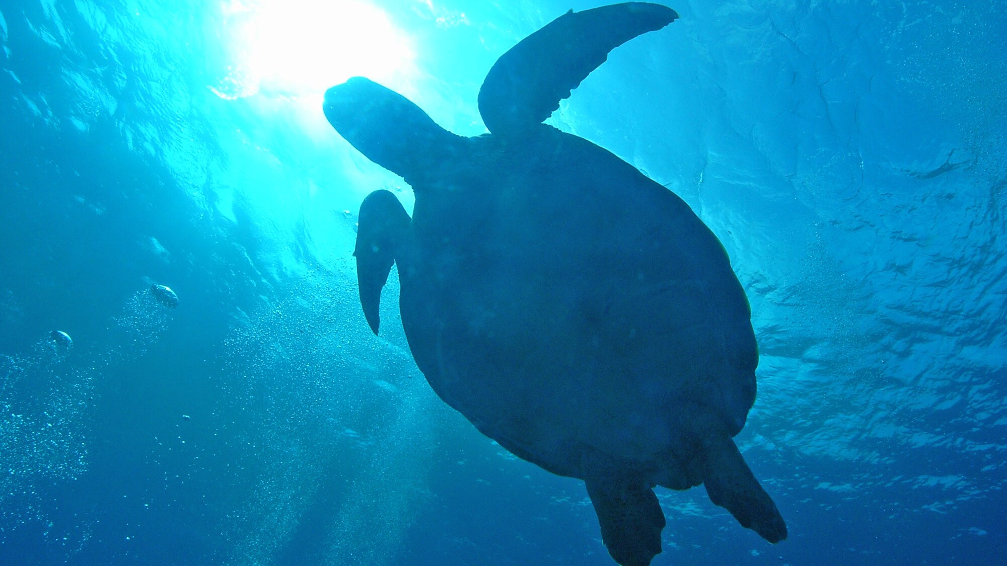 [กิจกรรม] สามารถชมเต่าว่ายน้ำได้อย่างใกล้ชิด