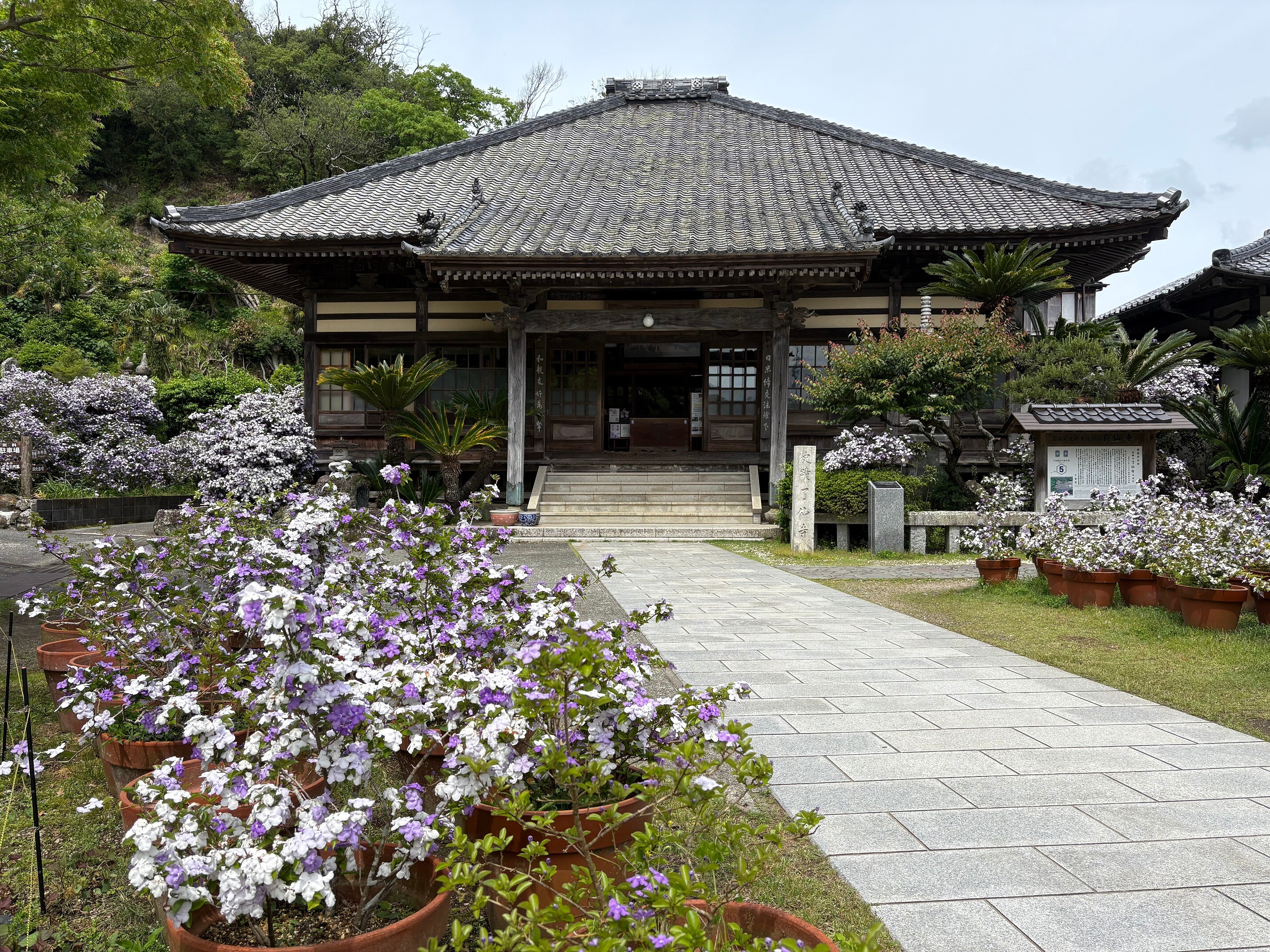 下田龍泉寺的茉莉花