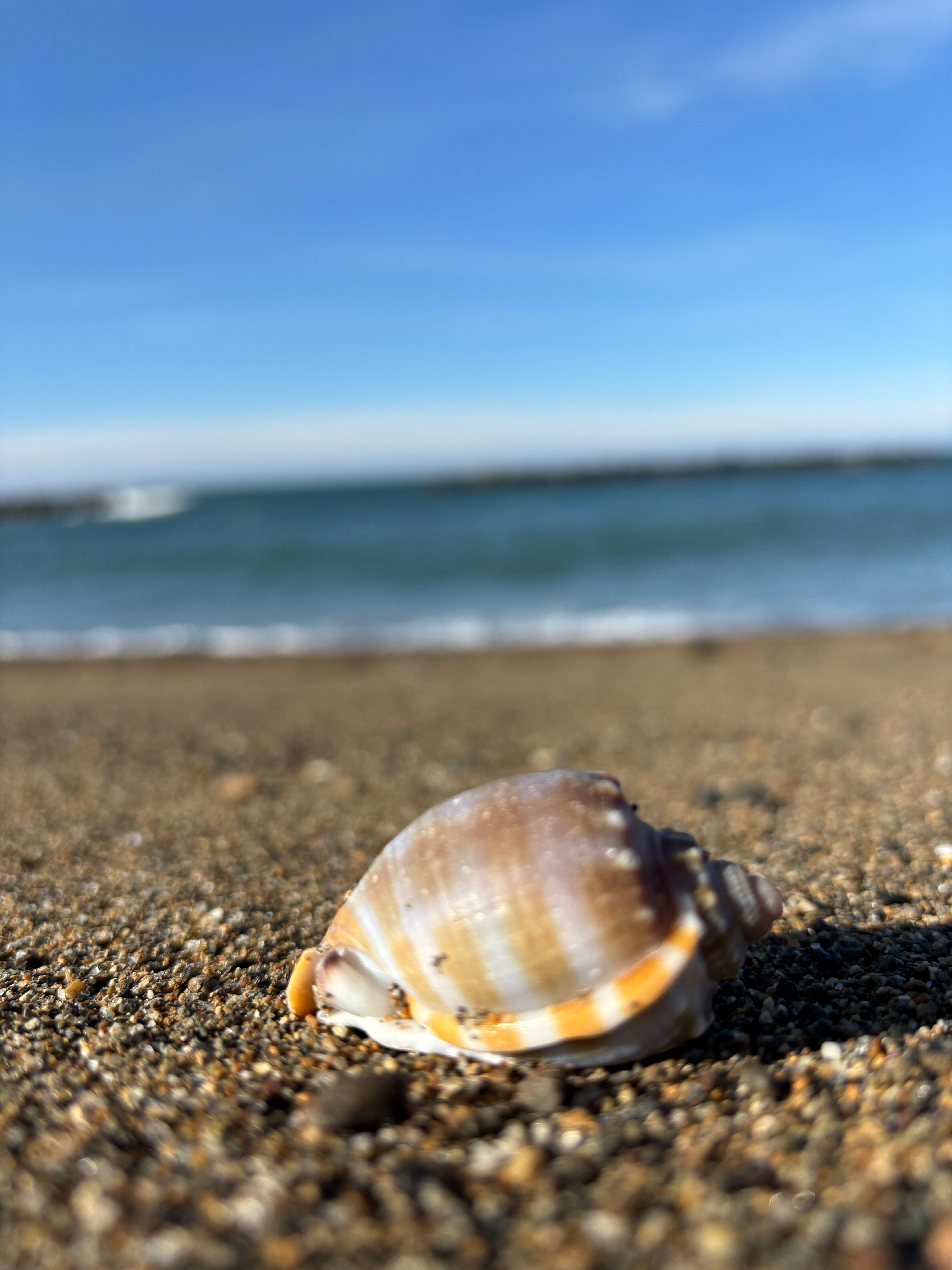 海洋生物