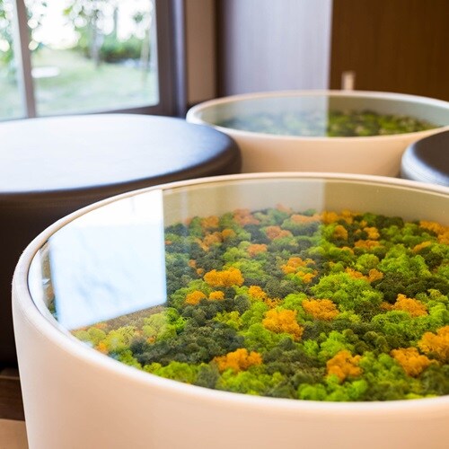 Scandia moss bench