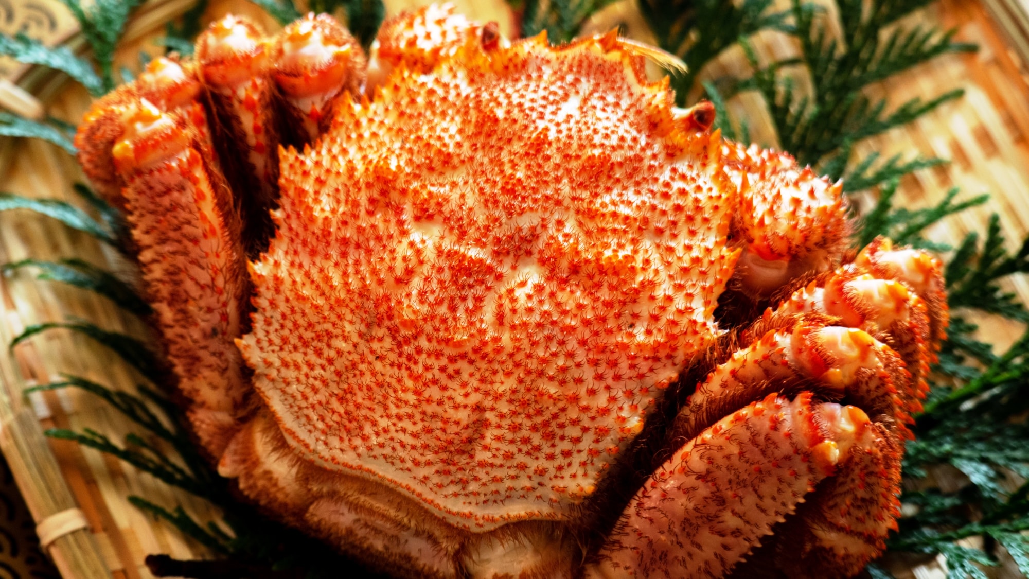 Limited quantity plan with ``1 cup'' of hairy crab♪