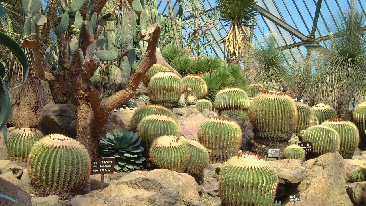 Cactus Park Image
