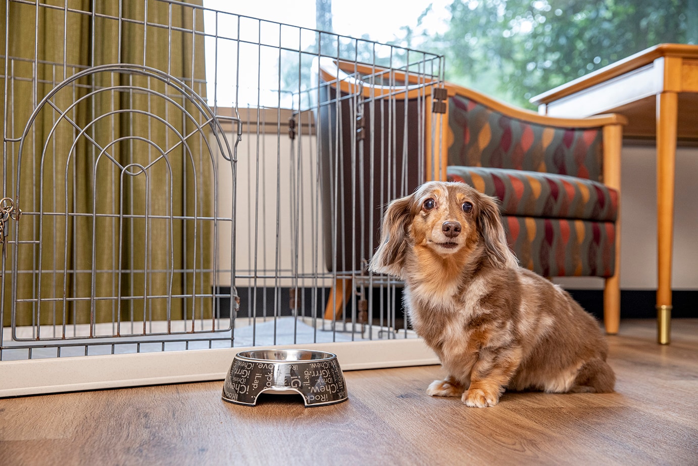 Pet Plan