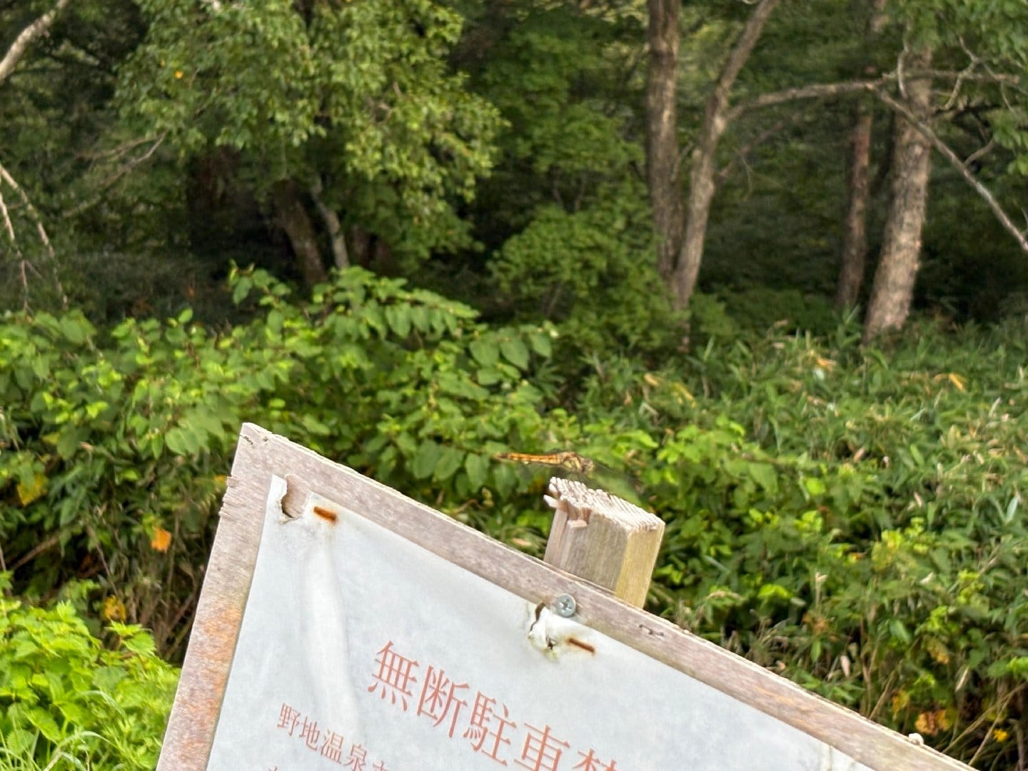 A89FA28D-1E33-48F7-8DDC-48087EE6FC80.jpeg