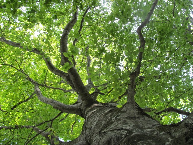Fresh green of beech