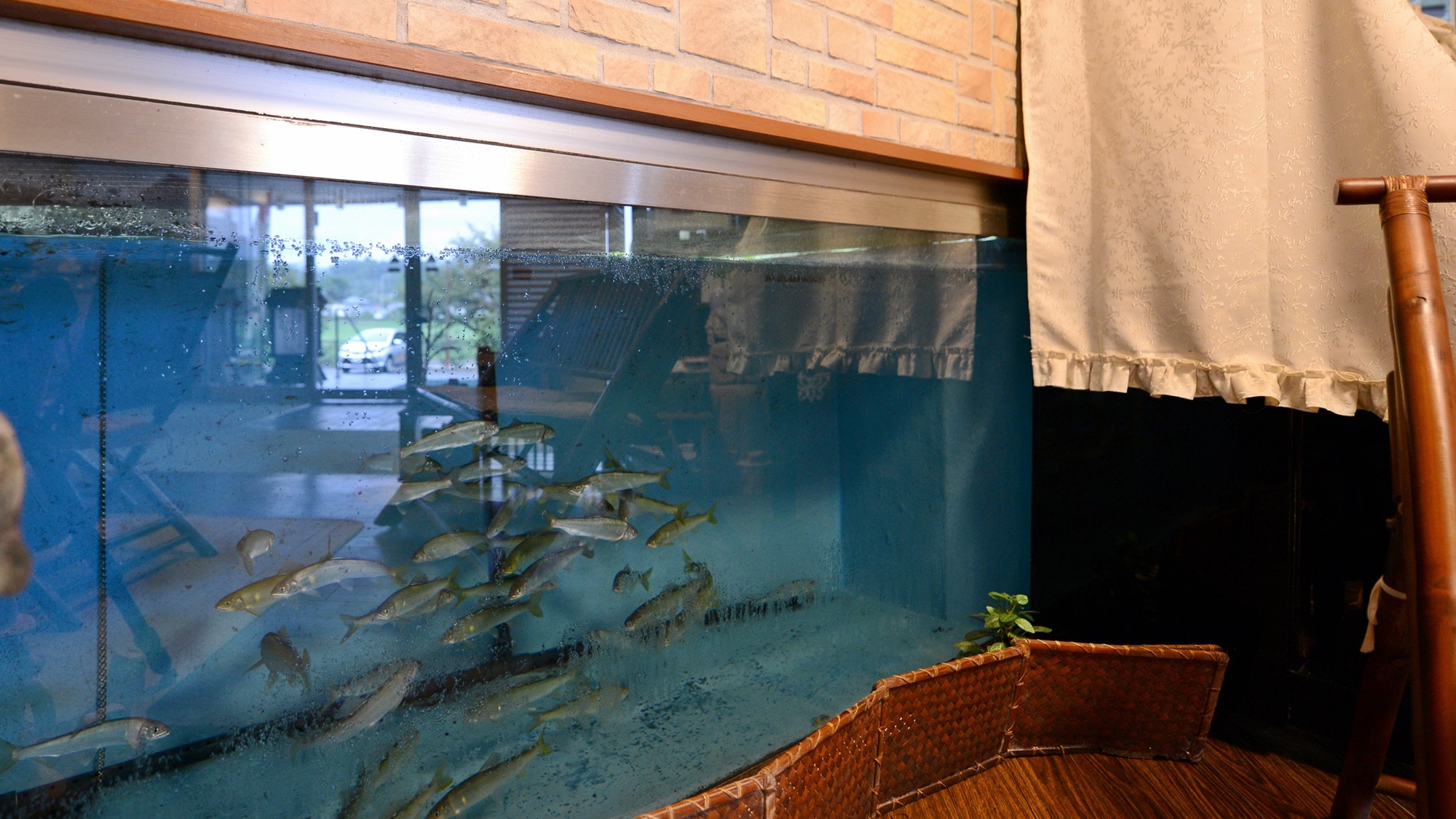 *[Inside the building] Ayu fish tank