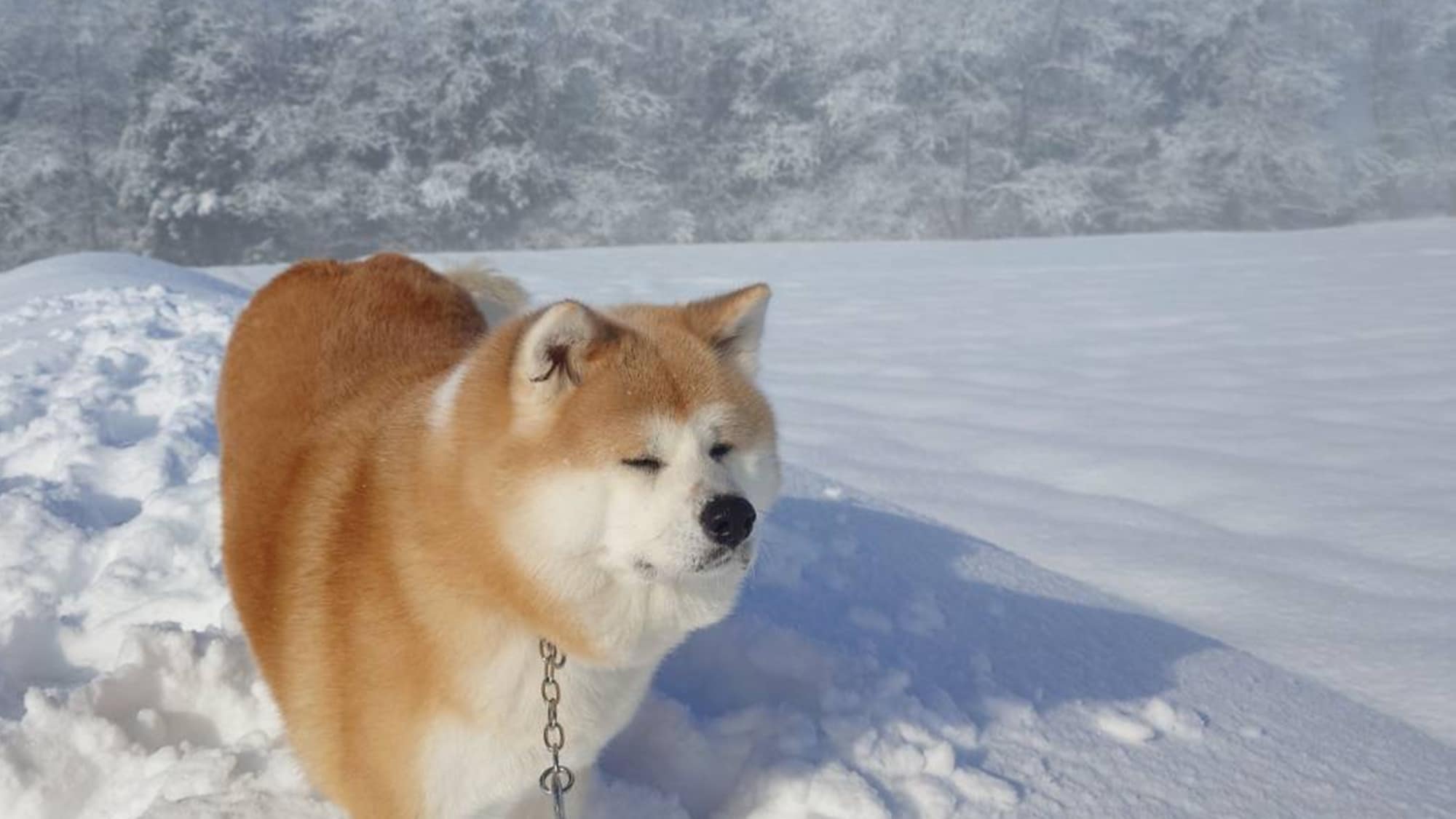 *【秋田犬/招牌犬】春酱和花酱会热情欢迎您的到来♪