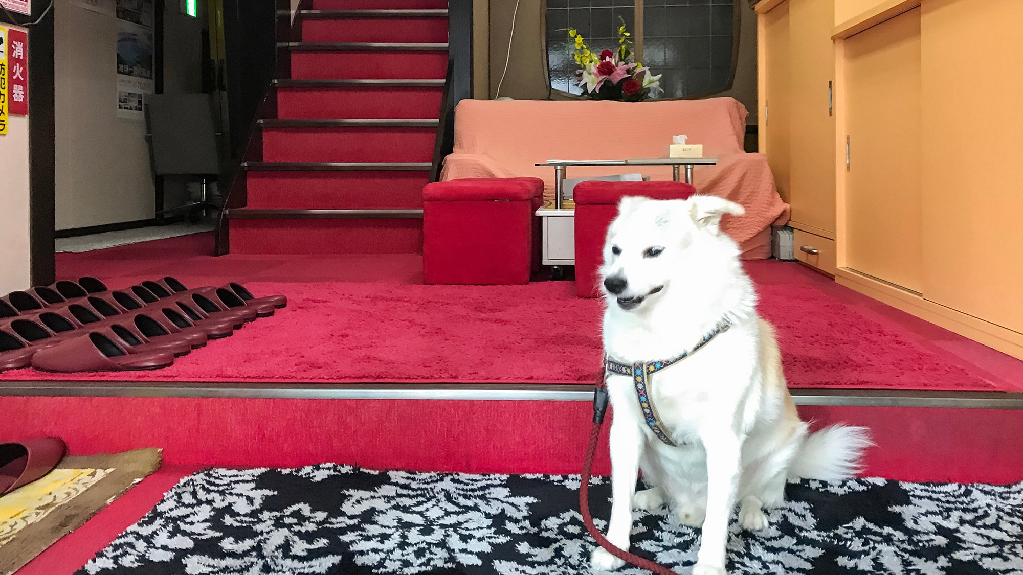 ·一隻可愛的狗狗會迎接你並送你