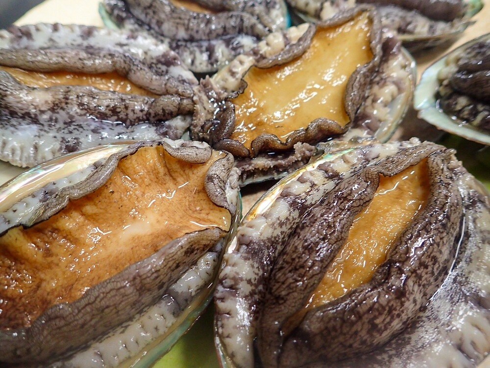 Fresh local abalone
