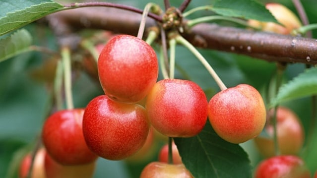 Hương vị chua ngọt đầu mùa hè: anh đào