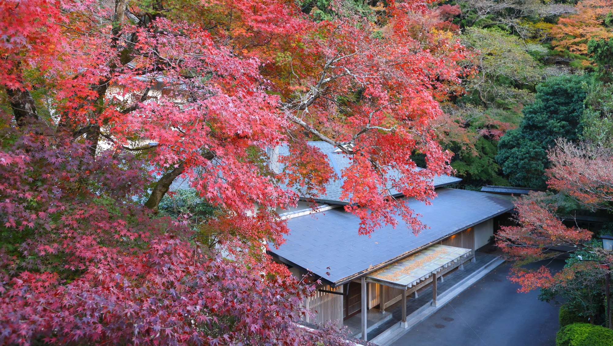 The best time to see the autumn leaves, which give off a Japanese atmosphere, is short, so don't miss it!