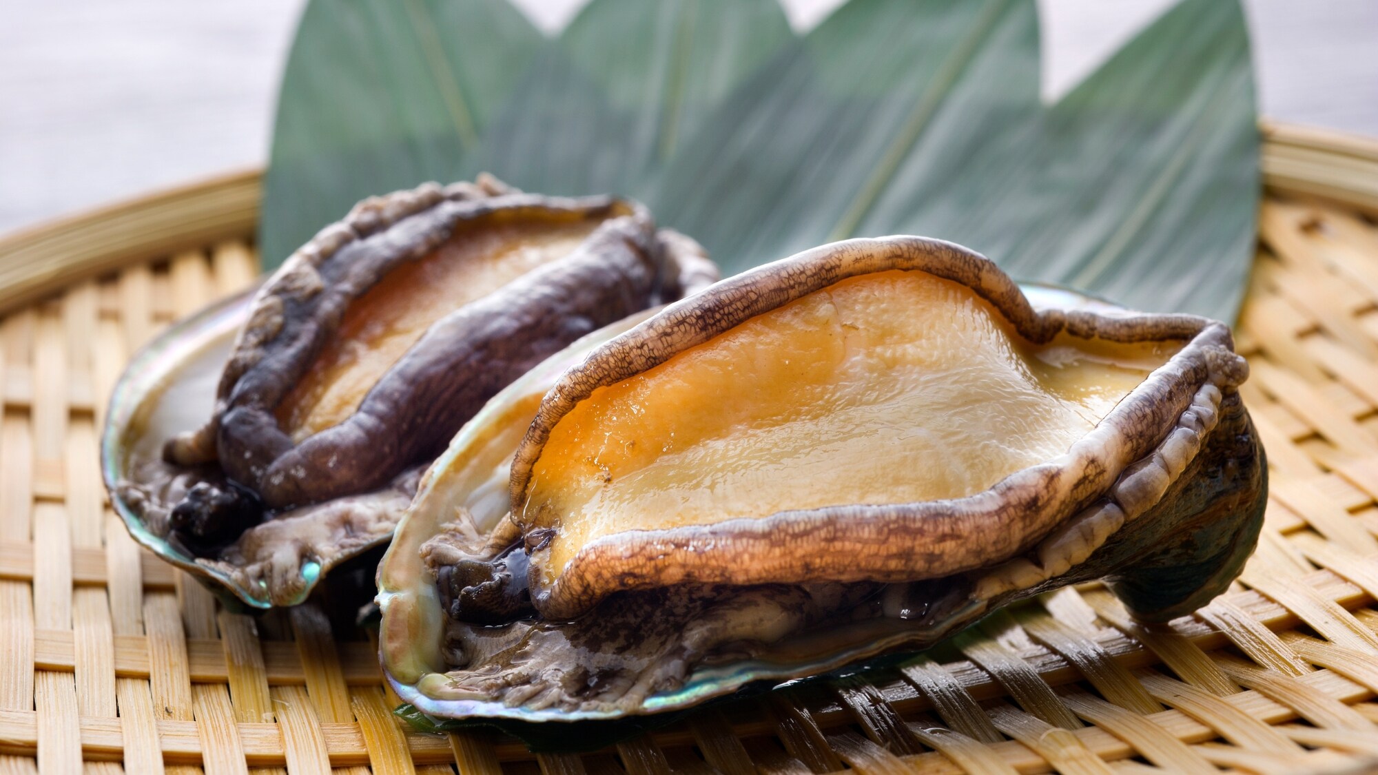 Plump texture! Prepare delicious abalone grilled on a ceramic plate!