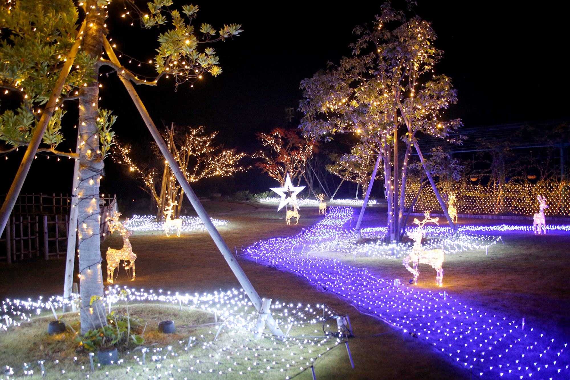 Christmas illumination (2F garden)