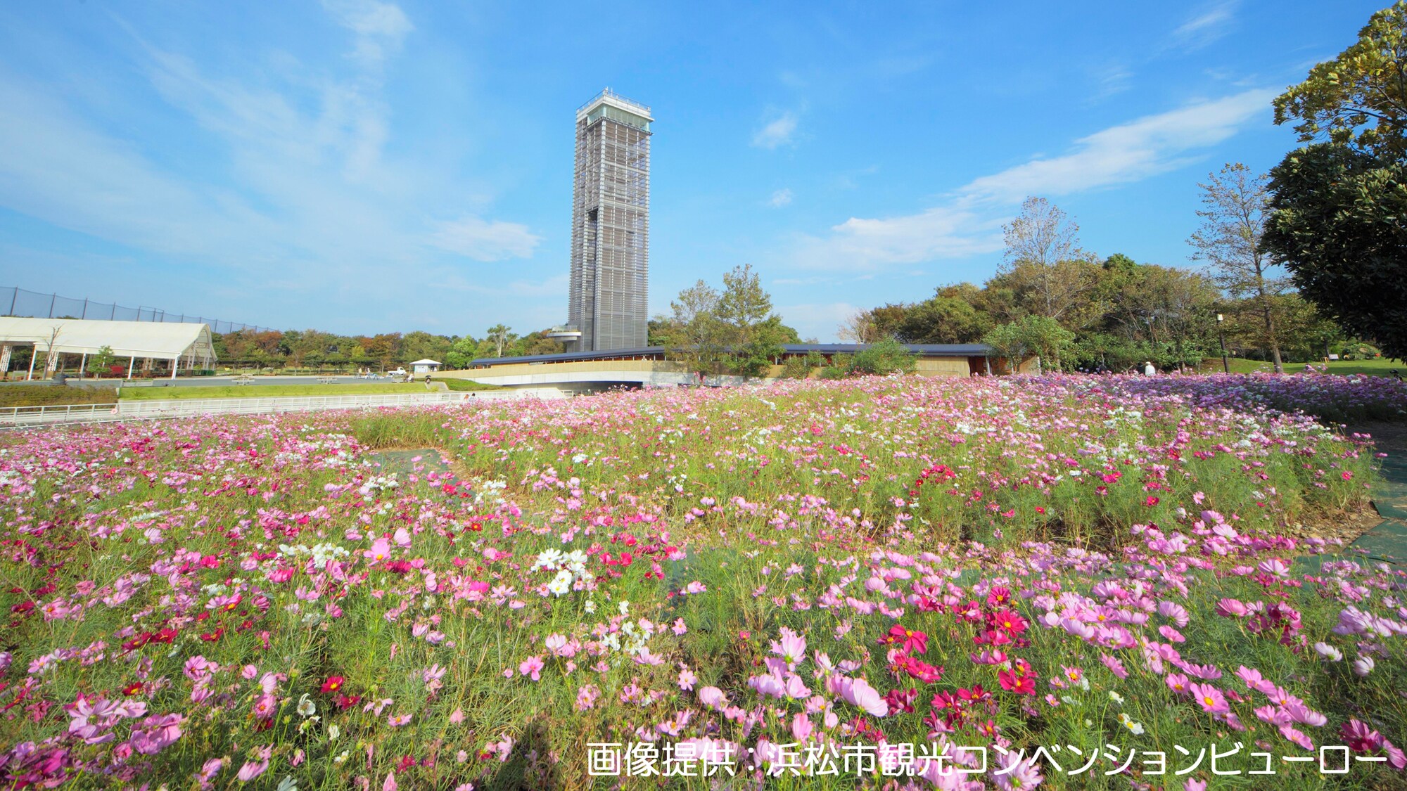 <Hamanako Garden Park> 1300 cherry blossoms, 500,000 tulips, 720 varieties, 1 million irises, etc.