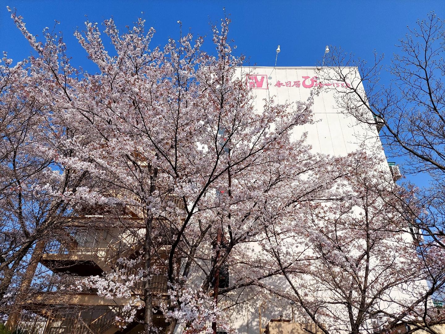 20260329_152150　外観＆桜（正面）.jpg