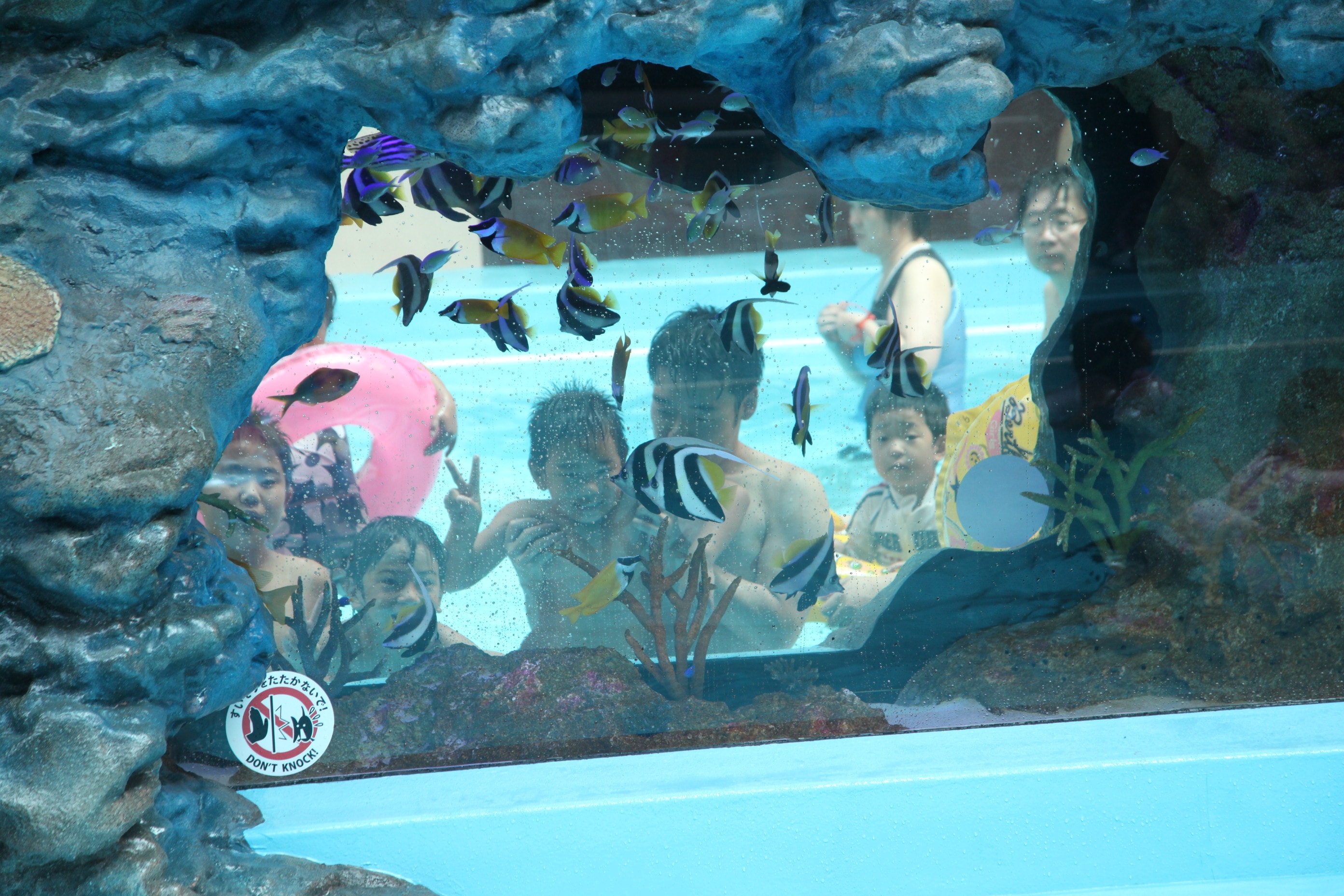 流動水族箱水池：魚轉盤