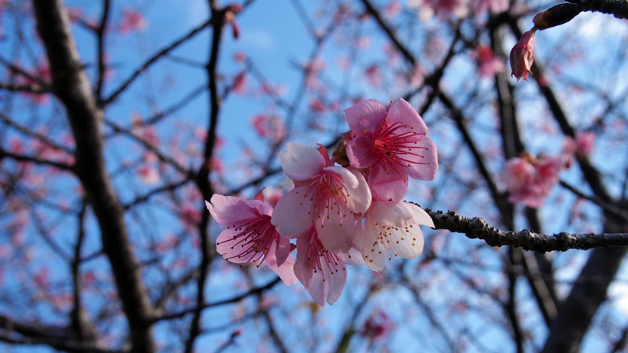 "Nichinan Kanzaki No. 1" dikenal sebagai pohon sakura yang berbunga awal.