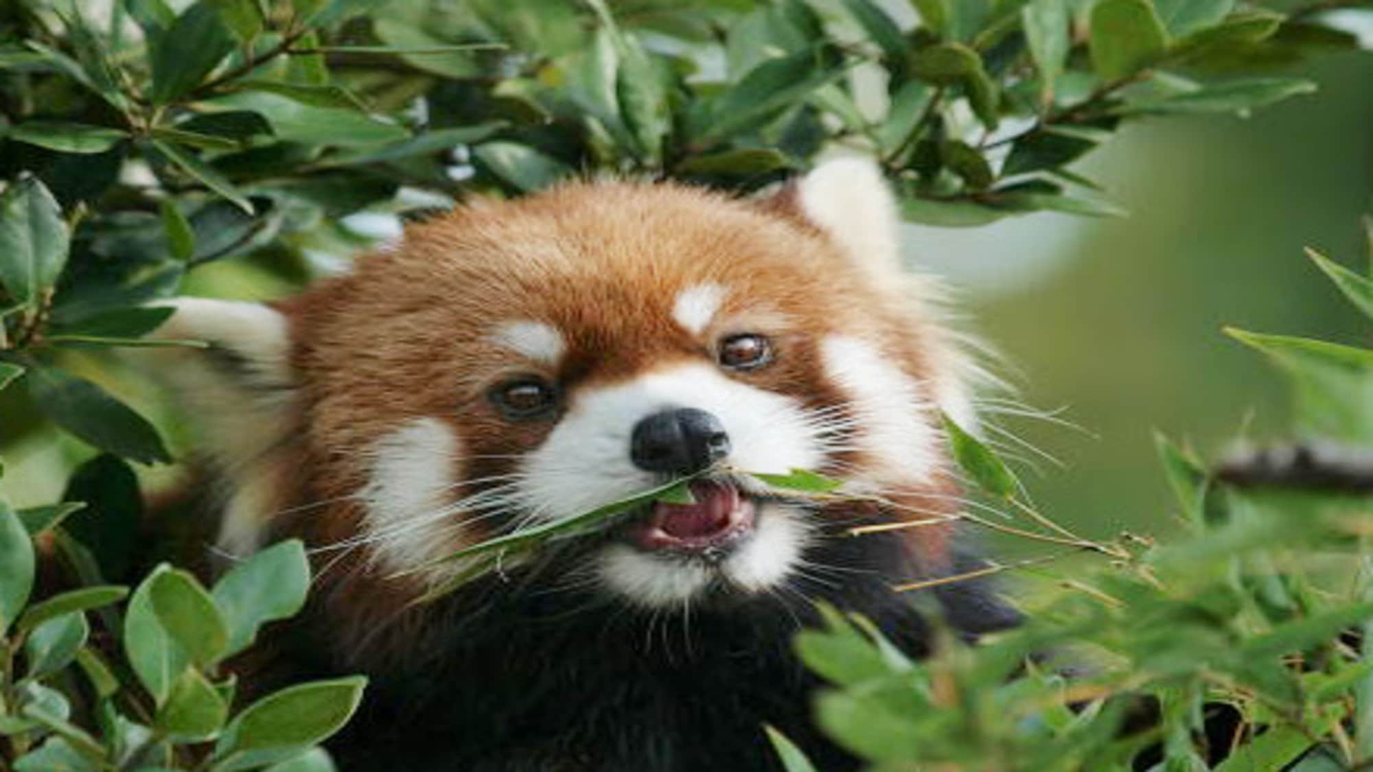 Panda merah (Kebun Binatang Ishikawa)