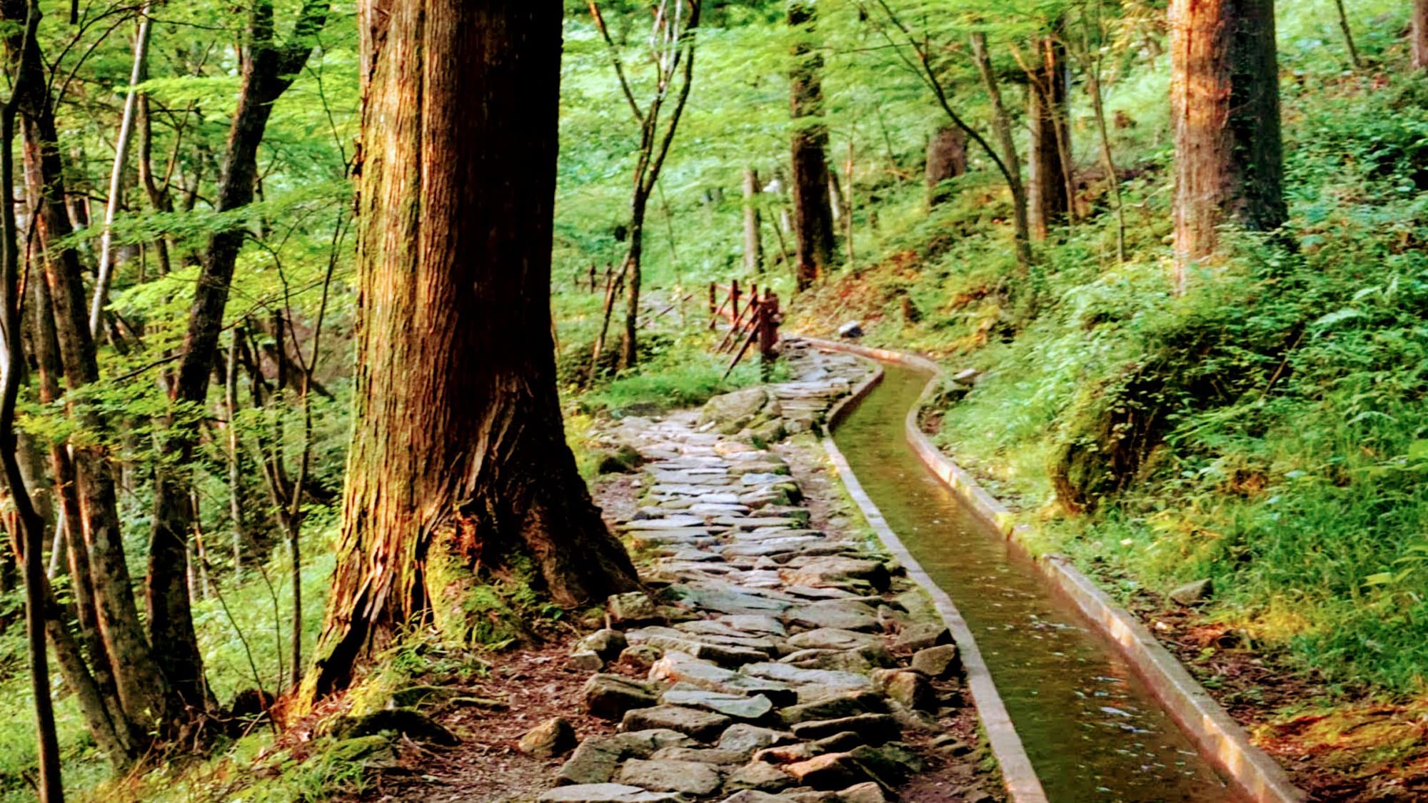 * [Tsukechi Gorge] A walking trail is available. It takes about 40 minutes to go around it. You can enjoy different scenery no matter when you visit.