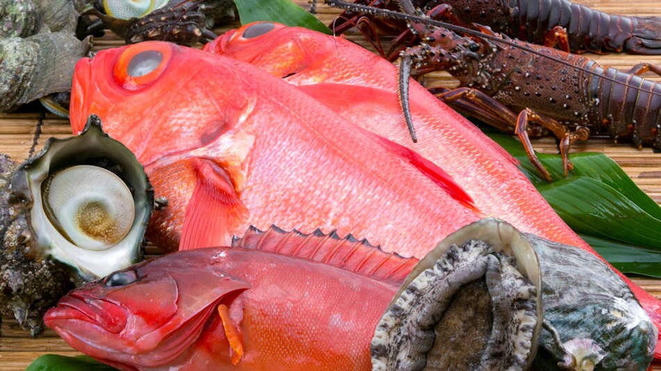 The bounty of the Izu Sea
