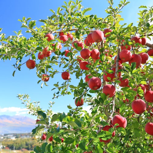 apple
